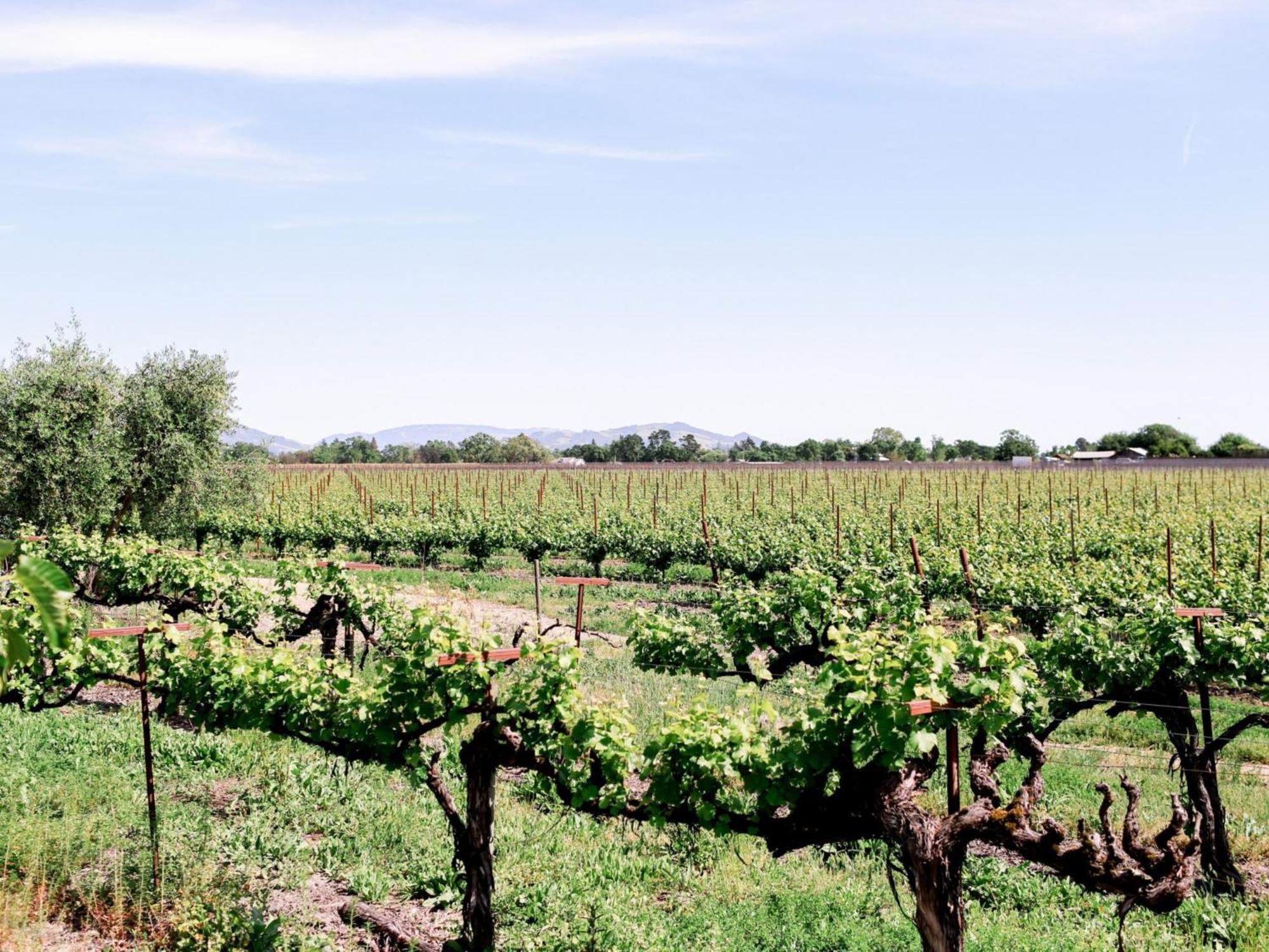 Hotel Vintners